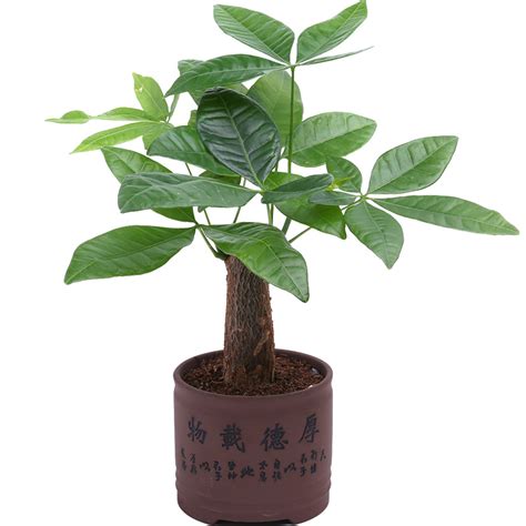 招陰植物|什麼植物招陰？